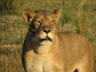 The Last Lion of The Liuwa Plains
