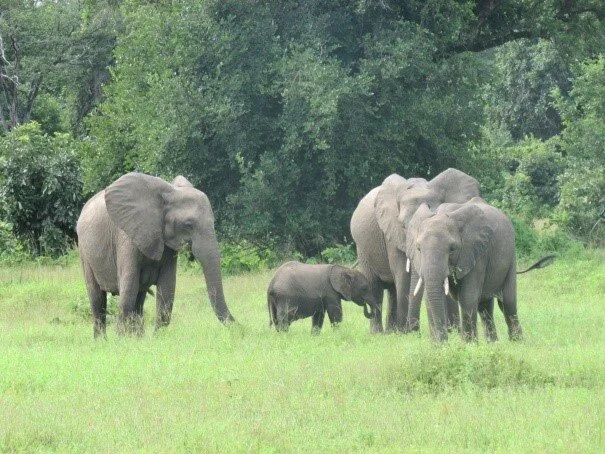 You Can Help Save Elephants From Extinction