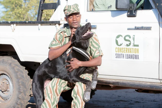 The Impact of Losing a Detection Dog