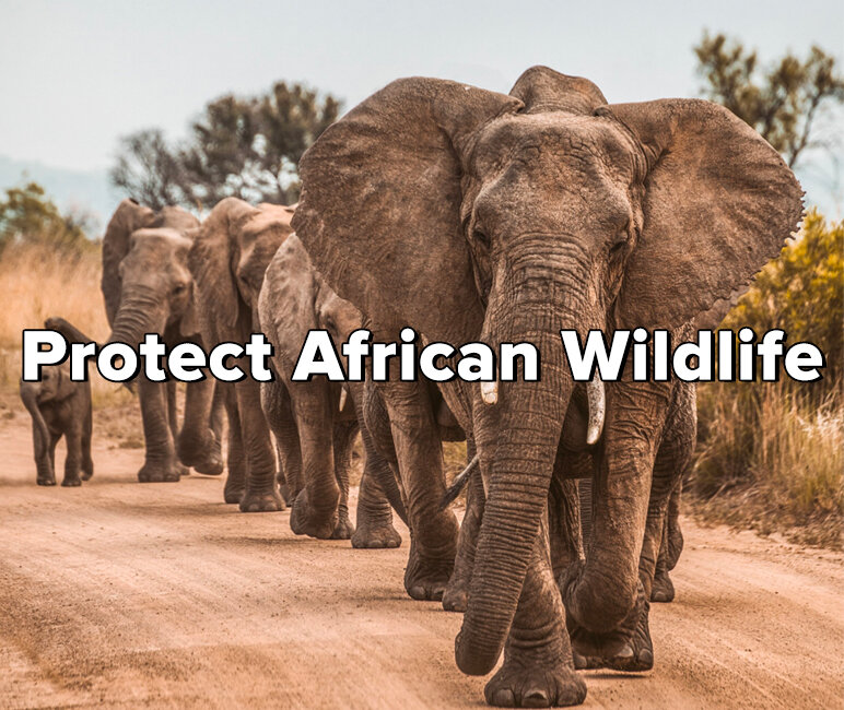 Elephant  African Wildlife Foundation