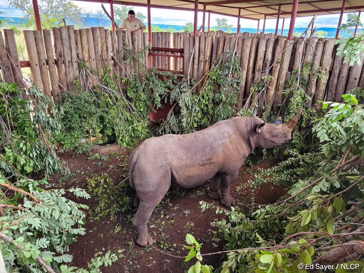 Preparing for A Rhino Rescue Mission