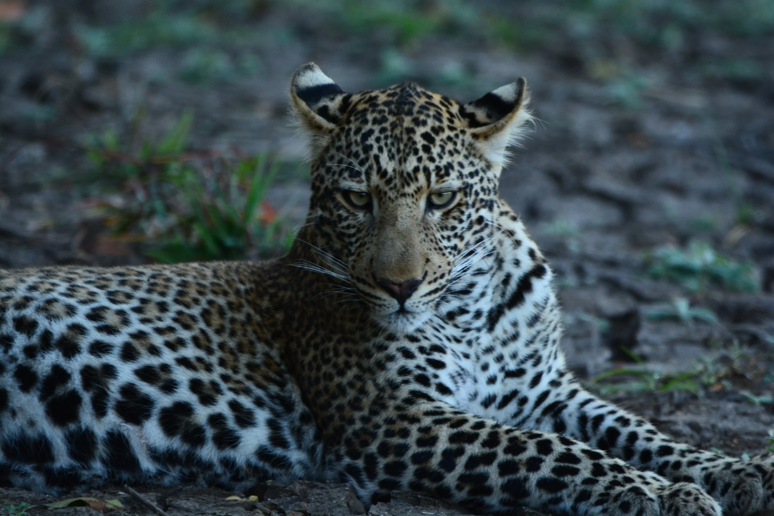 DSC_2948.JPG