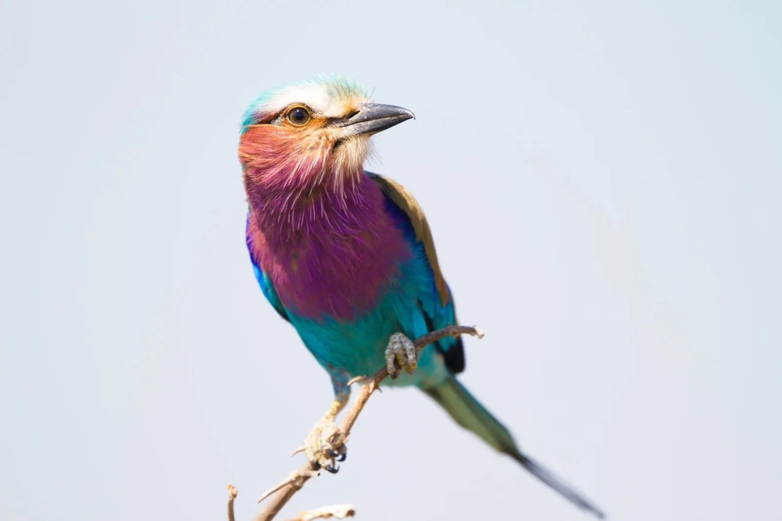 Chindeni_Wildlife-55.jpeg
