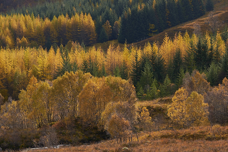 Intense Autumn Colours