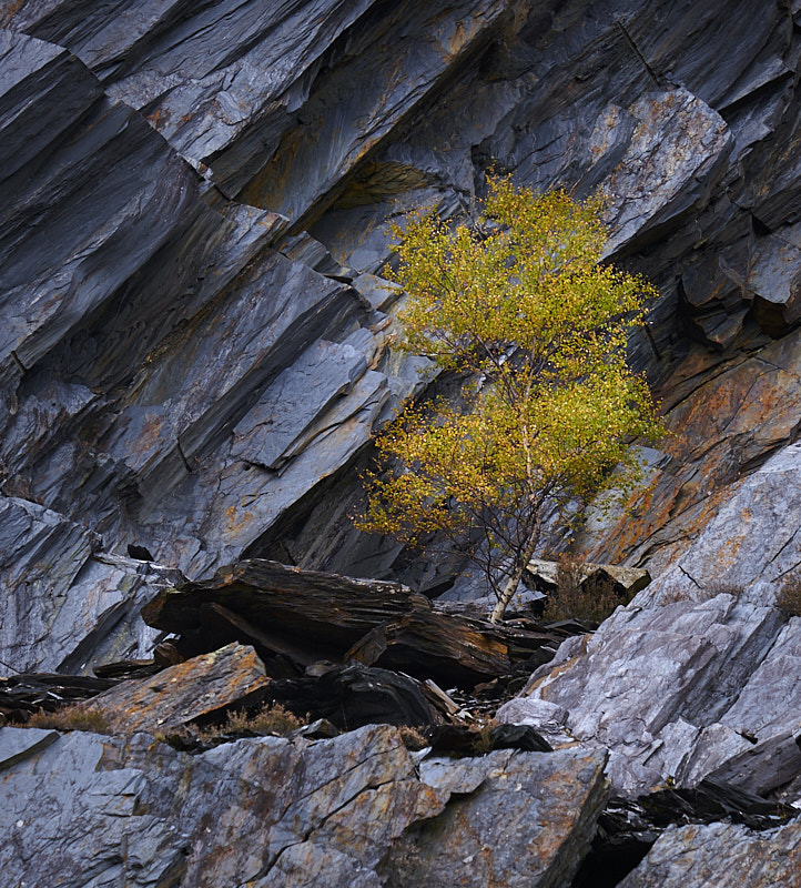 Tree in Quarry