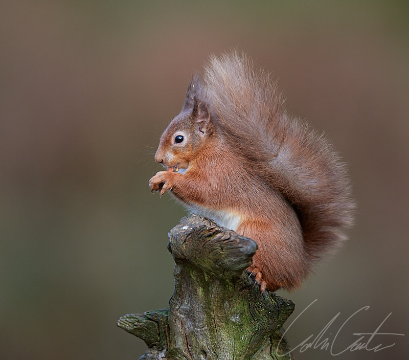 Red Squirrel