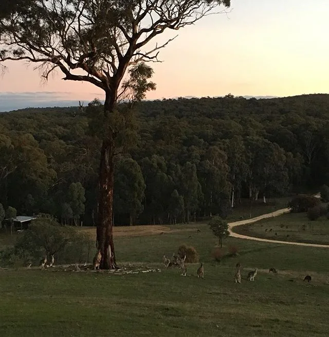 Woke up everyday for two weeks to a gang of &lsquo;roos ~
.
.
.
#travel #aroundtheworld #adventure #australia #outbush #gang