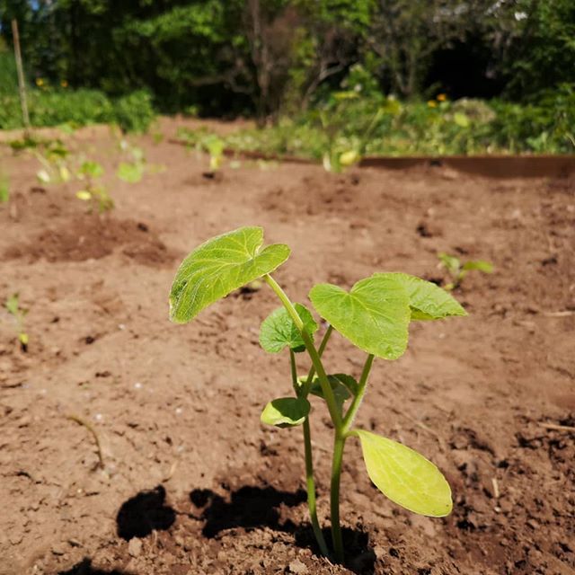 Happy Monday! So excited to get this garden up and going. I feel like this is going to be a pretty green year for Canada.
.
.
. 
#gardening #greennovascotia #sustainableliving #planting #spring #greenpartyofcanada #greenwave