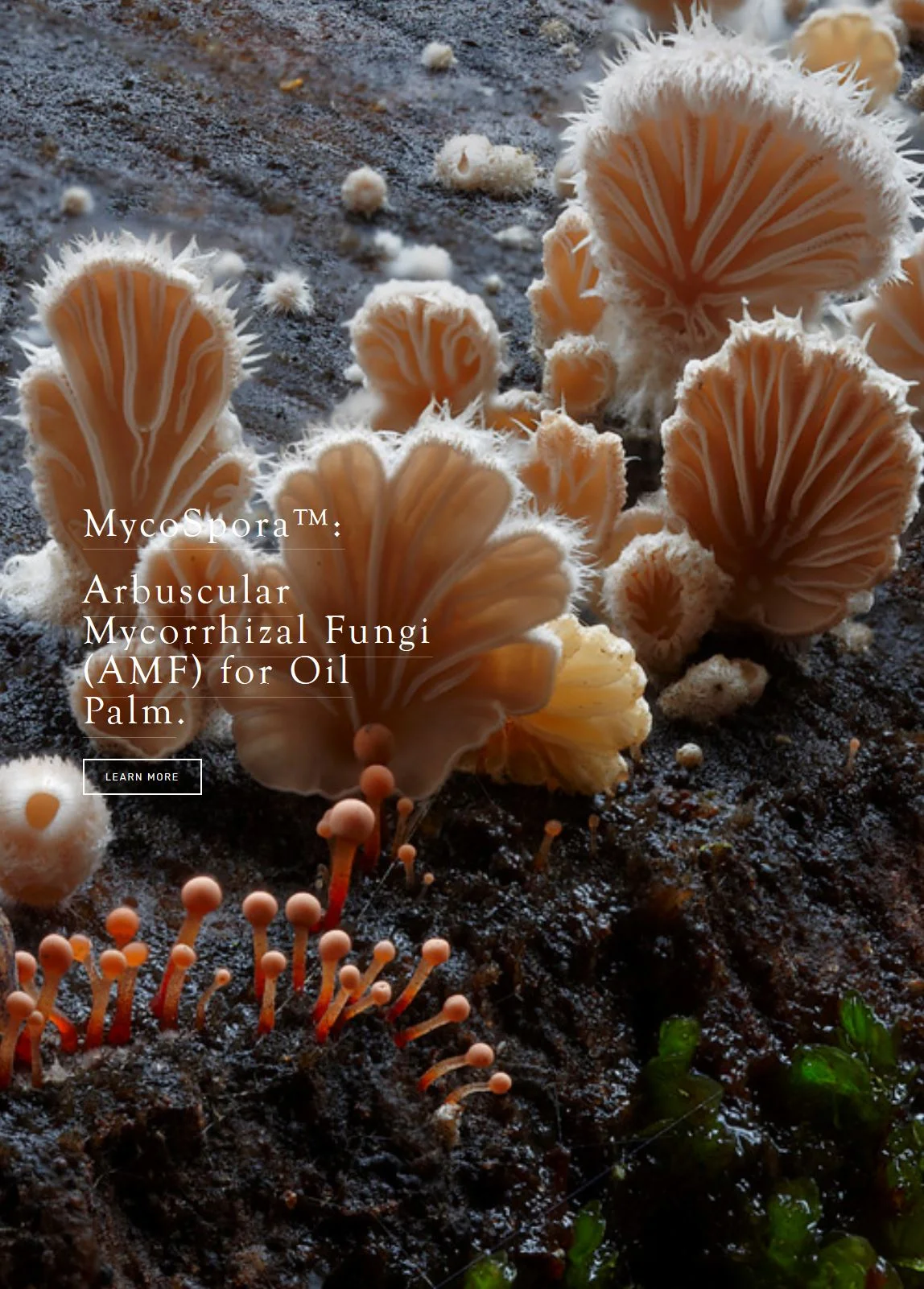 [White Paper] Stimulation of Plant Growth and Drought Tolerance by Native Microorganisms (AM Fungi and Bacteria) from Dry Environments: Mechanisms Related to Bacterial Effectiveness