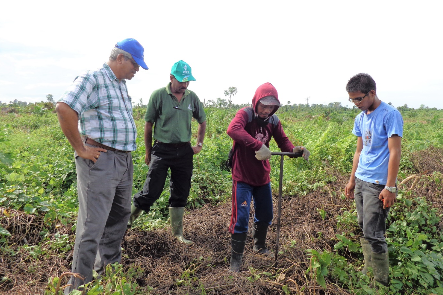   Soil Suitability Advisory  – Soil sampling to determine soil suitability of green field for oil palm cultivation. 