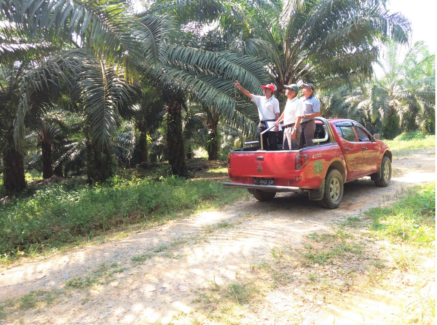   Manuring Advisory  – Field visit to determine nutritional status and nutrient deficiency symptoms of the oil palms. 