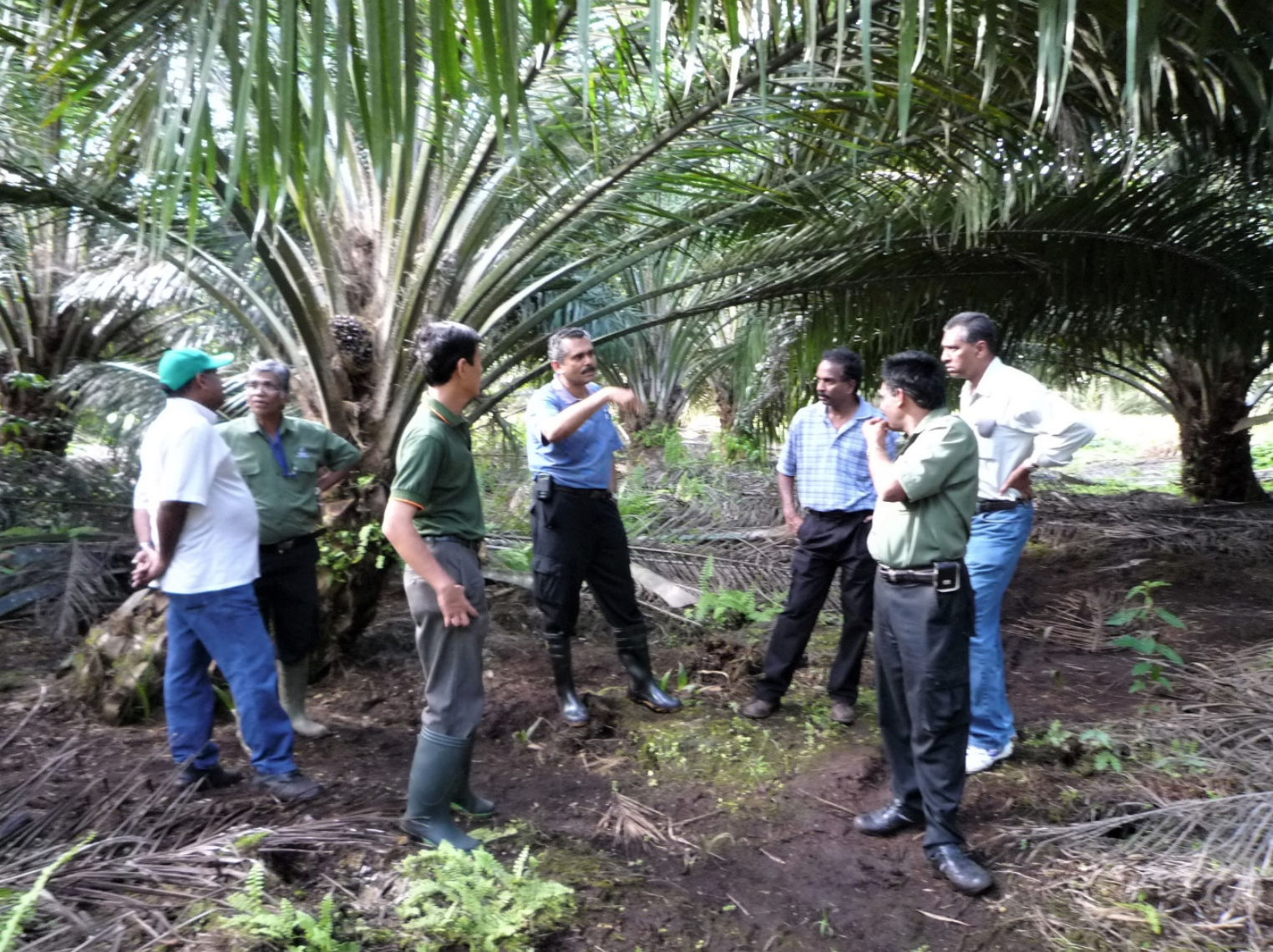   Peat Soil Management Advisory  – Discussion on issues related to oil palm cultivation on peat soil. 