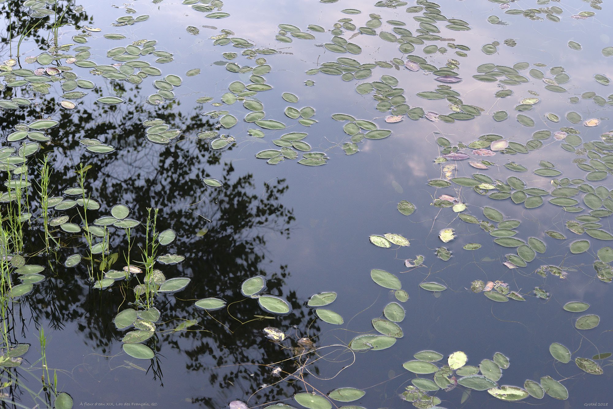 À fleur d'eau XIX, Lac des Français, QC (2018).jpg