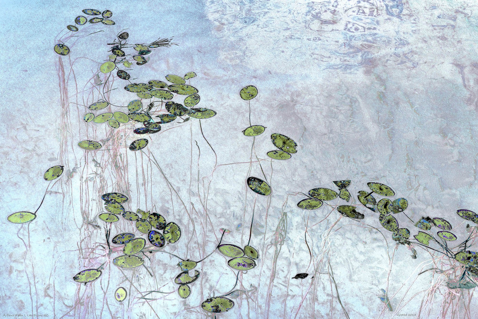 À fleur d'eau I, Lac Pilon, QC (2014