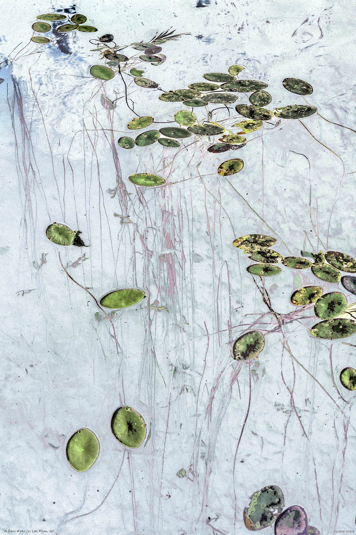 À fleur d'eau IV, Lac  Pilon, QC (2014)