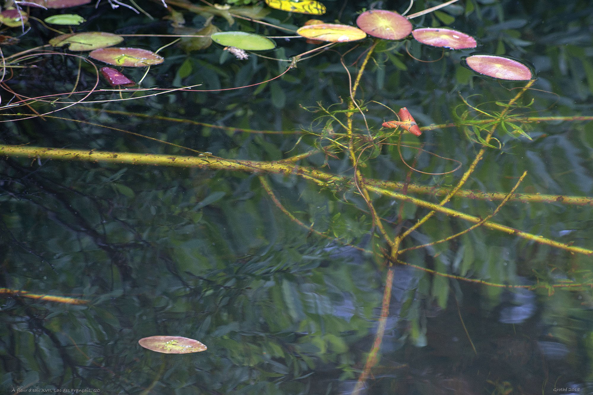 À fleur d'eau XVII, Lac des Français, QC (2018)