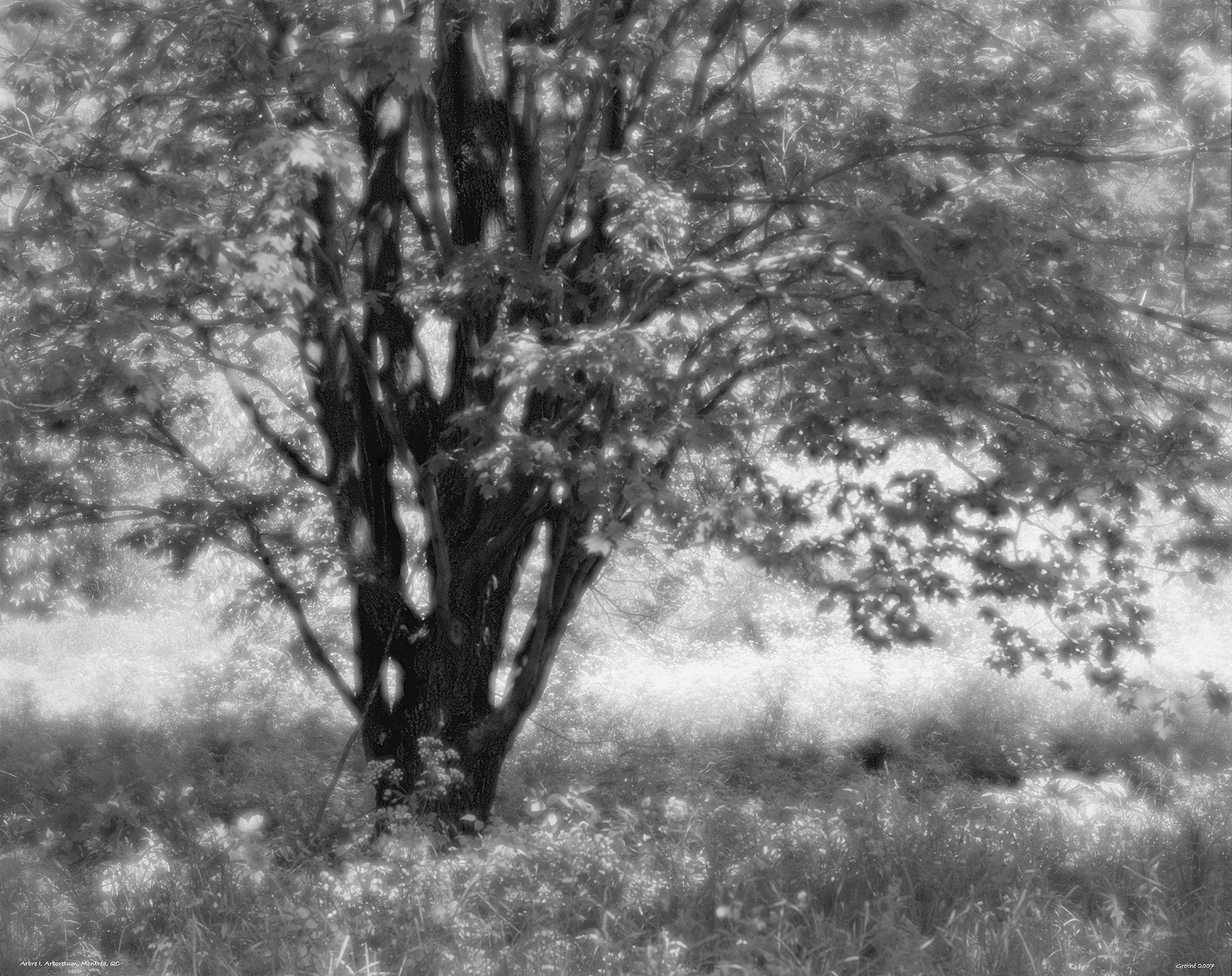 Arbres I, Arboretum, Montréal, QC (2007)