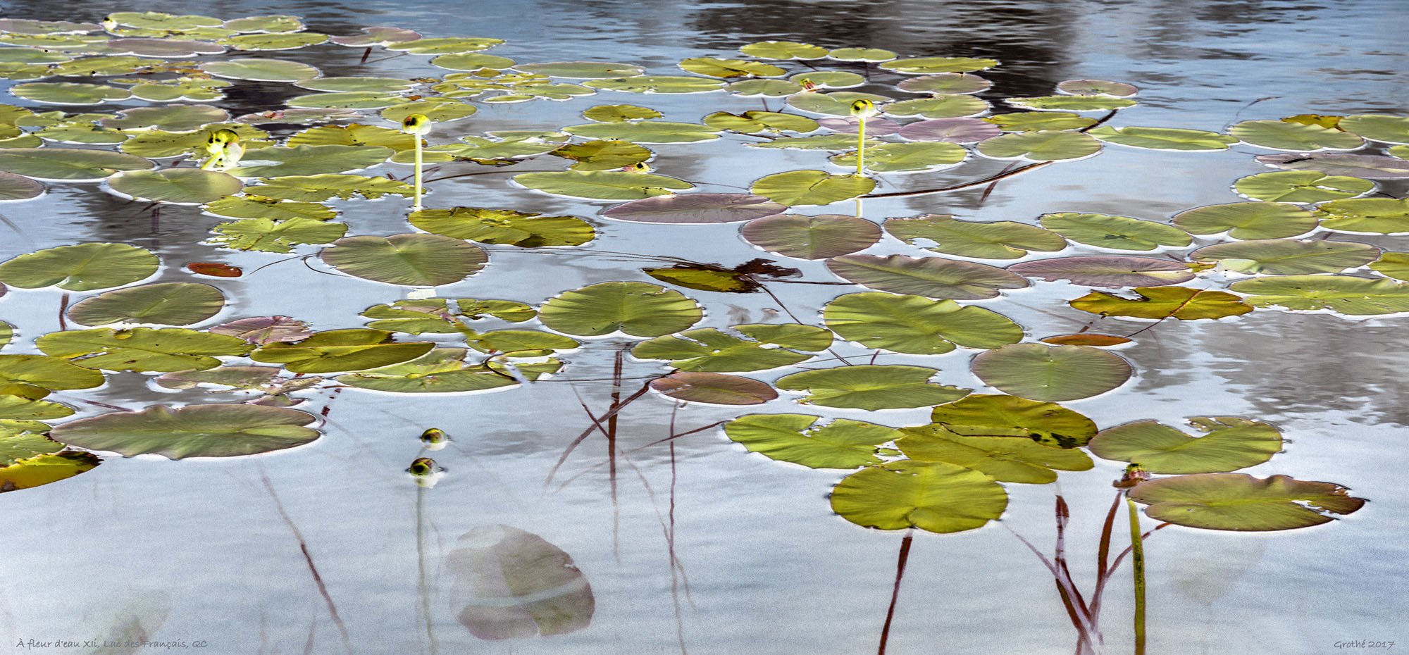 À fleur d'eau