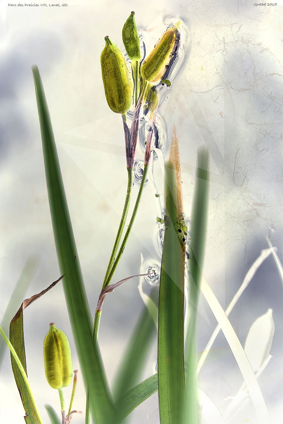 Parc des Prairies VIII, Laval, QC (2015)