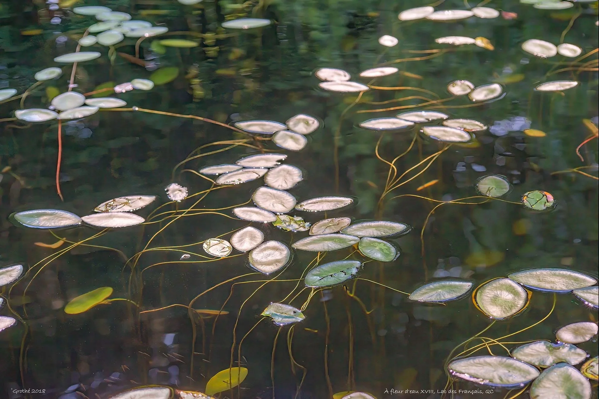 %C3%80+fleur+d%27eau+XVIII%2C+Lac+des+Fran%C3%A7ais%2C+QC++%282018%29.jpg