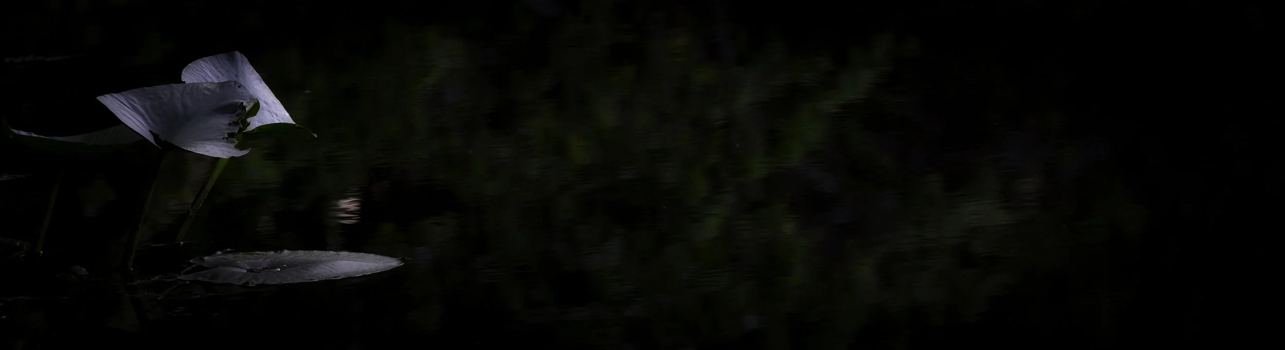 goodnight from the pond.jpeg