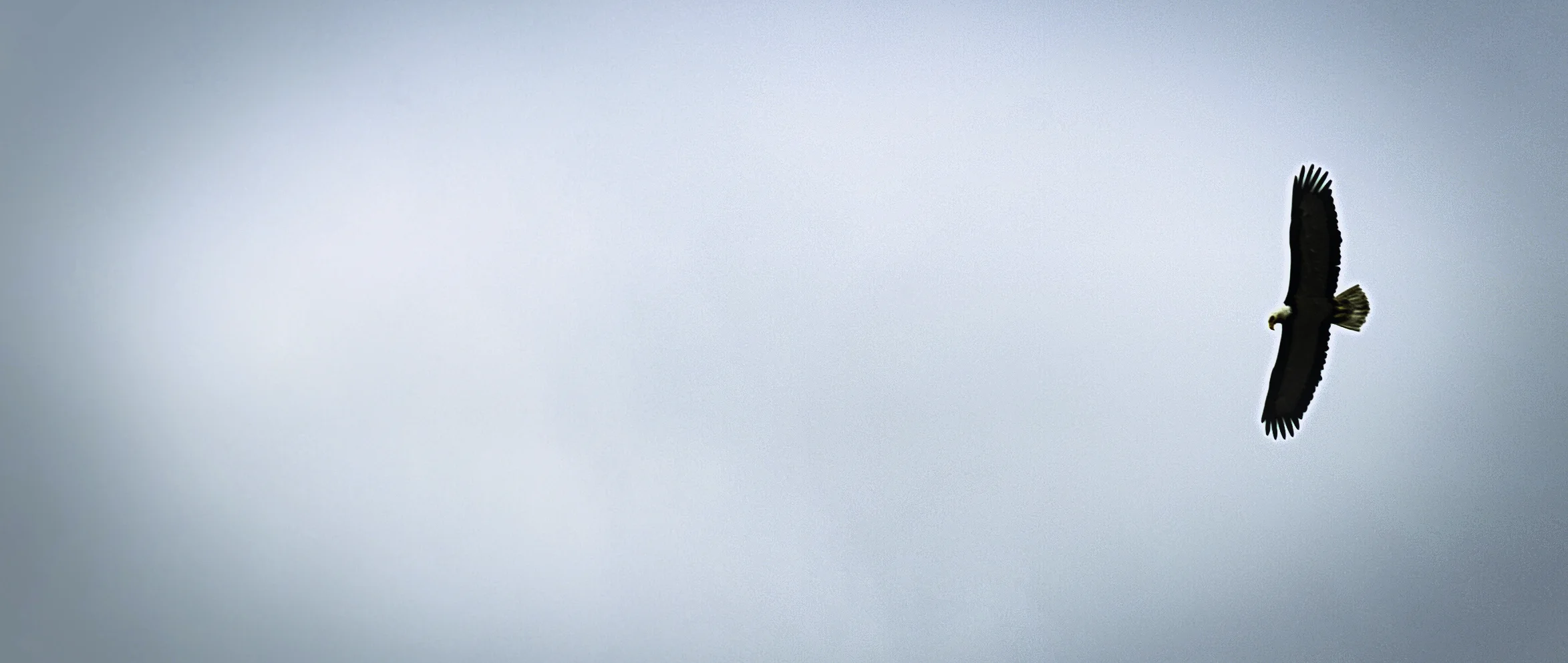eagle matt.jpeg