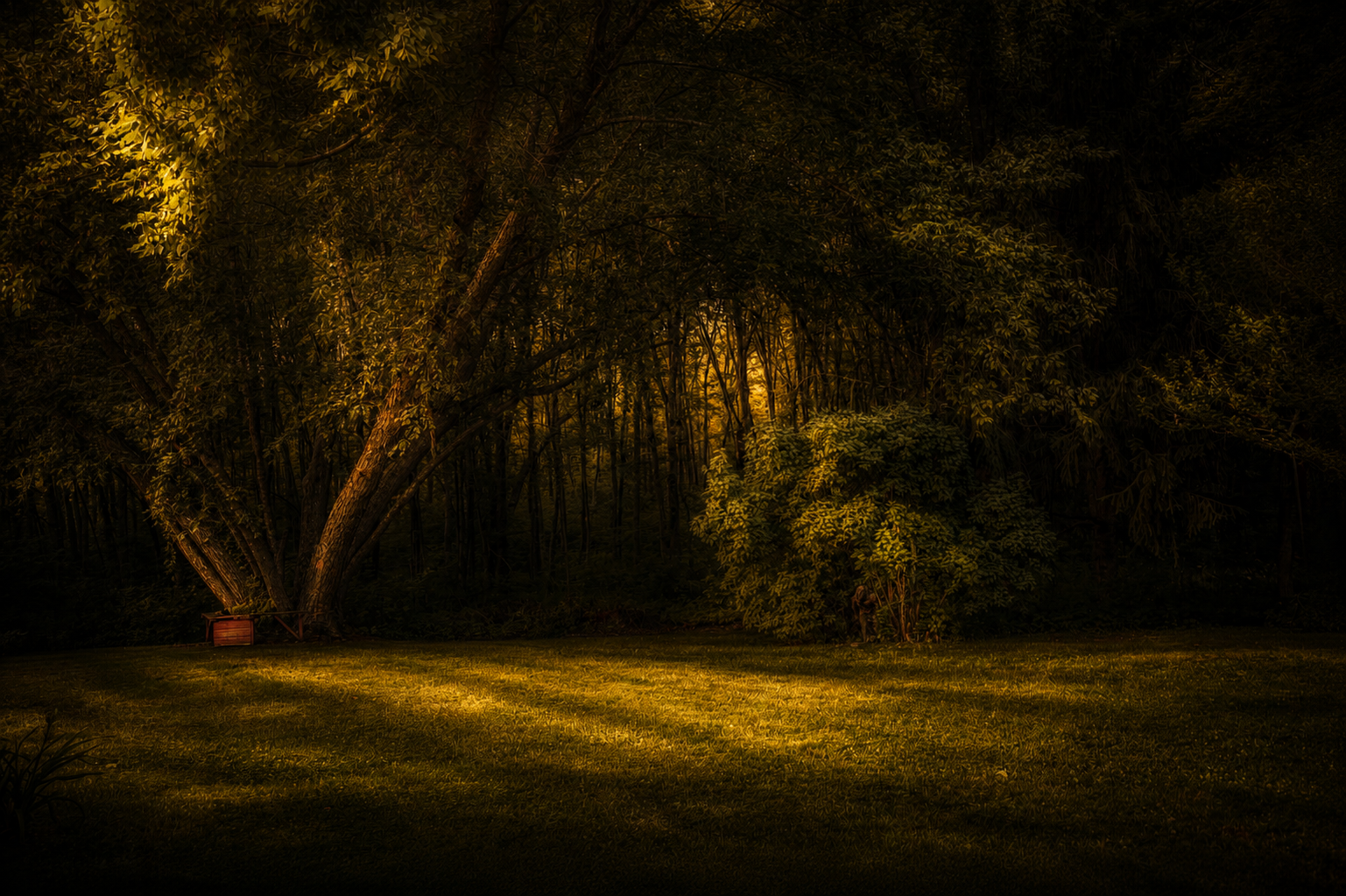 backyard.png