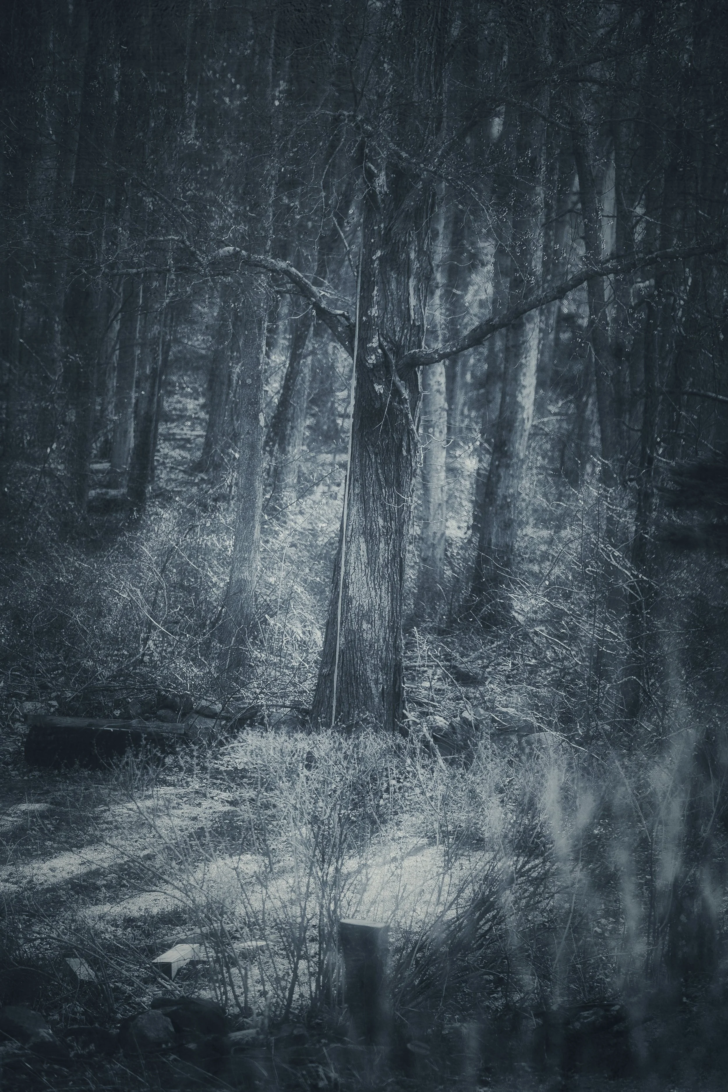 those limbs wave full moon fini.jpeg