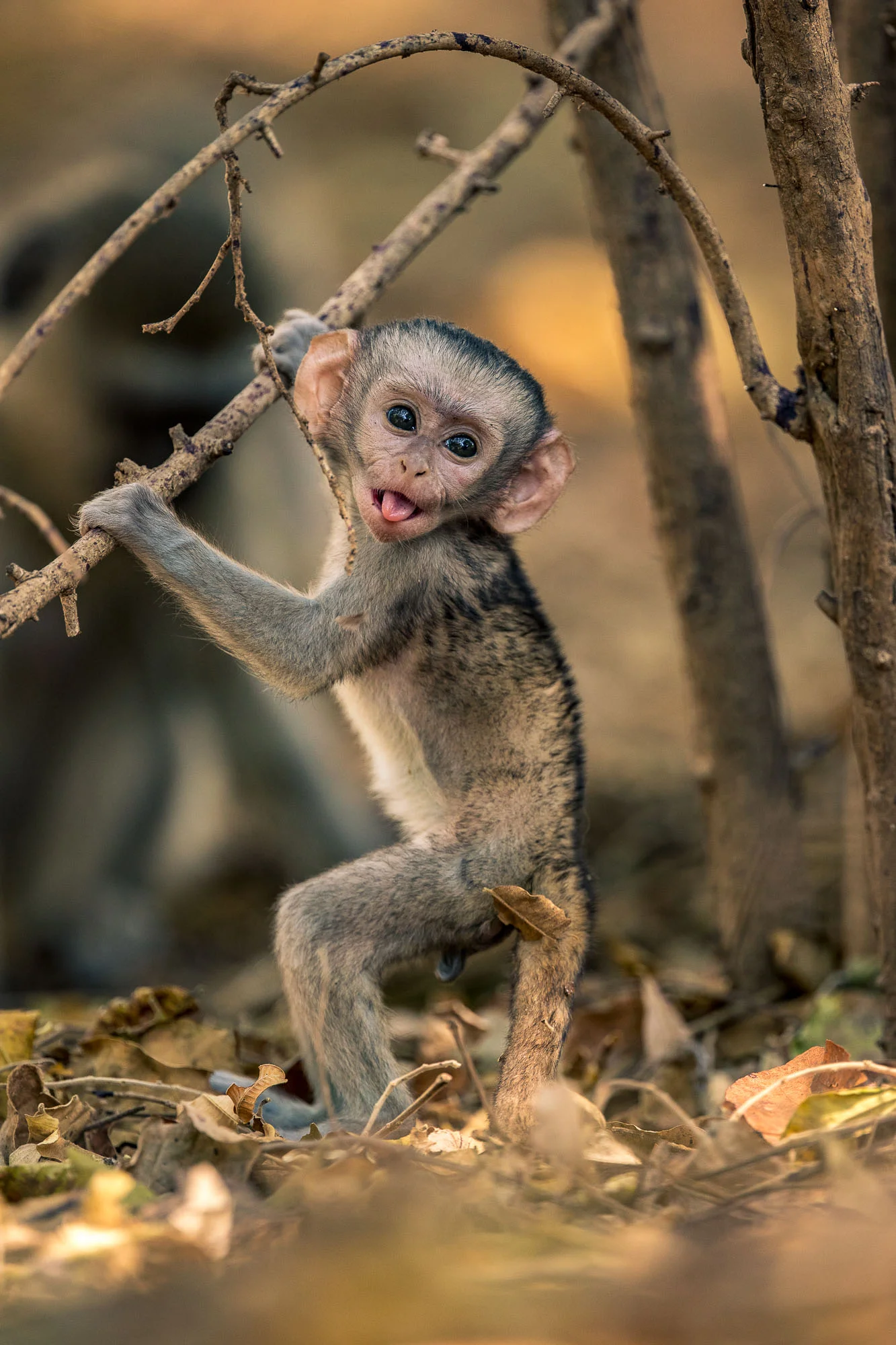 Animals-16.JPG