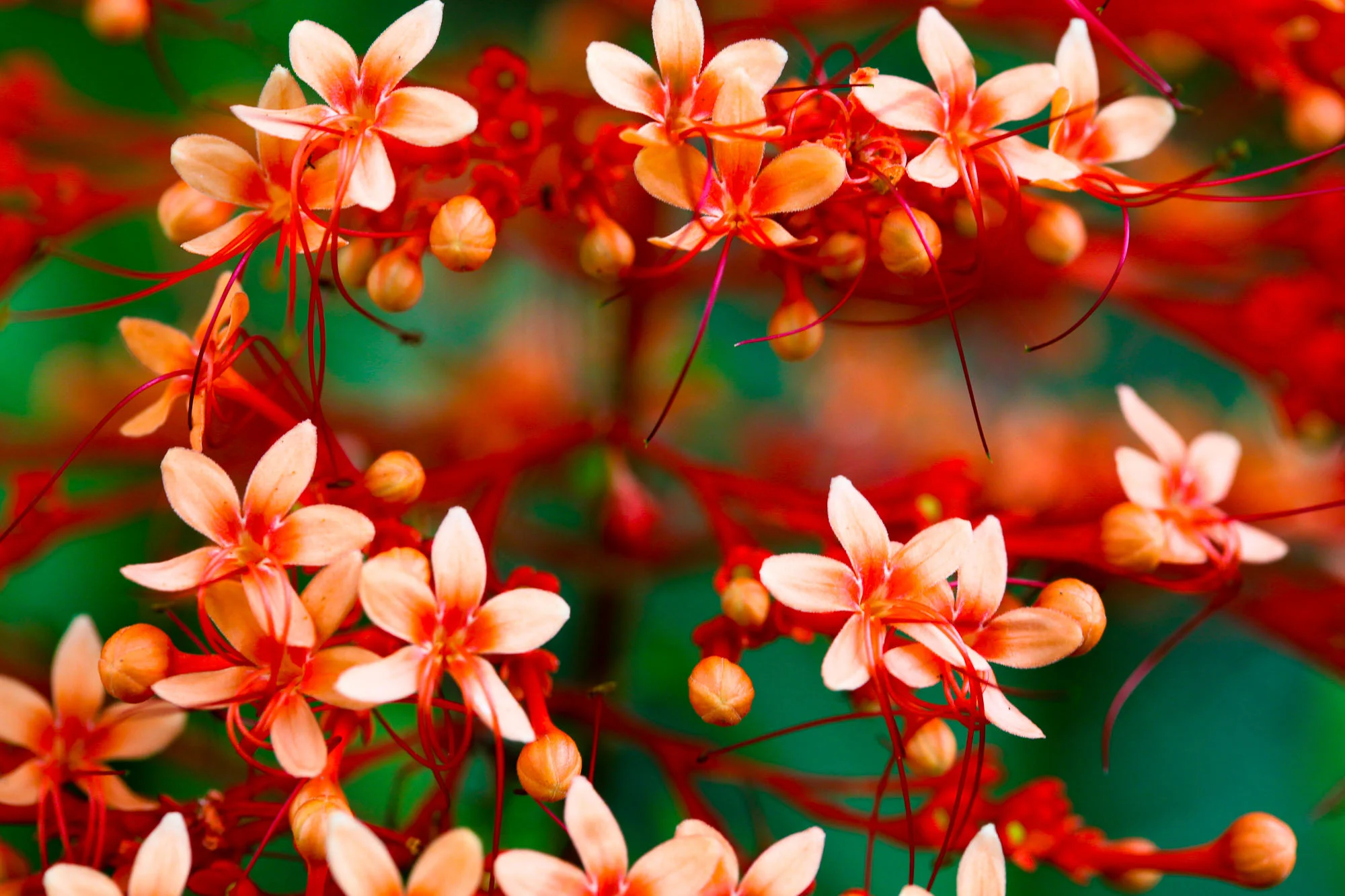 Flora-1.JPG