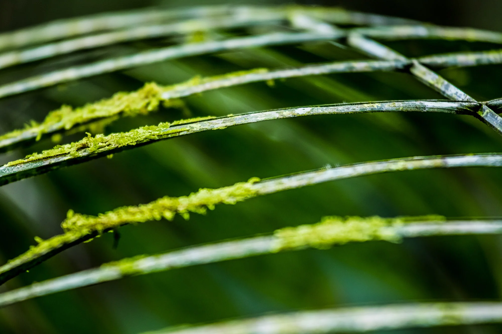 Flora-4.JPG
