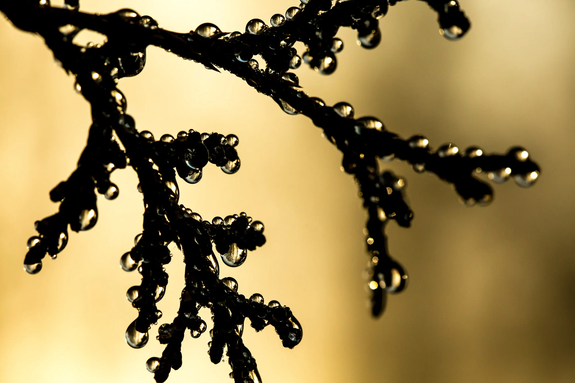 Flora-10.JPG