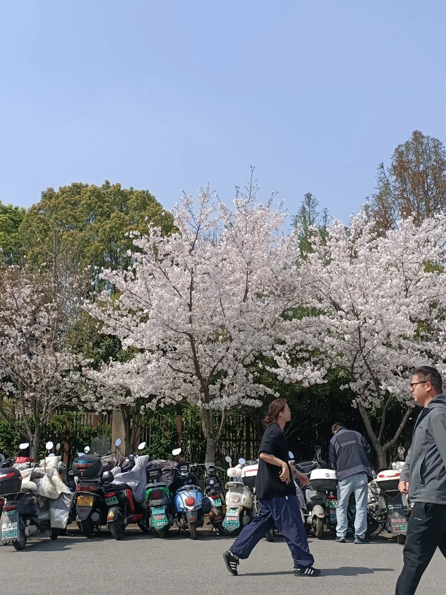 Spring season in Nanjing, Sakura trees blossom everywhere 🌸🌼