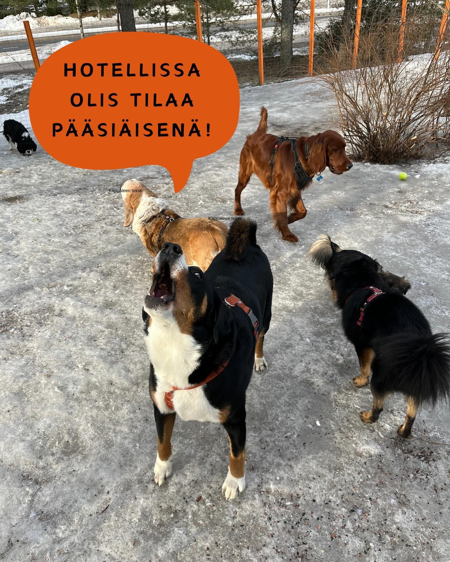 Onko lemmikkisi viel&auml; vailla hoitopaikkaa p&auml;&auml;si&auml;isen&auml;? Meill&auml; on hyvin tilaa majoittaa koirasi tai kissasi lomasi ajaksi. 🐣

Hotellissamme on henkil&ouml;kunta paikalla 24/7, joten voit tuoda ja noutaa lemmikkisi mihin 