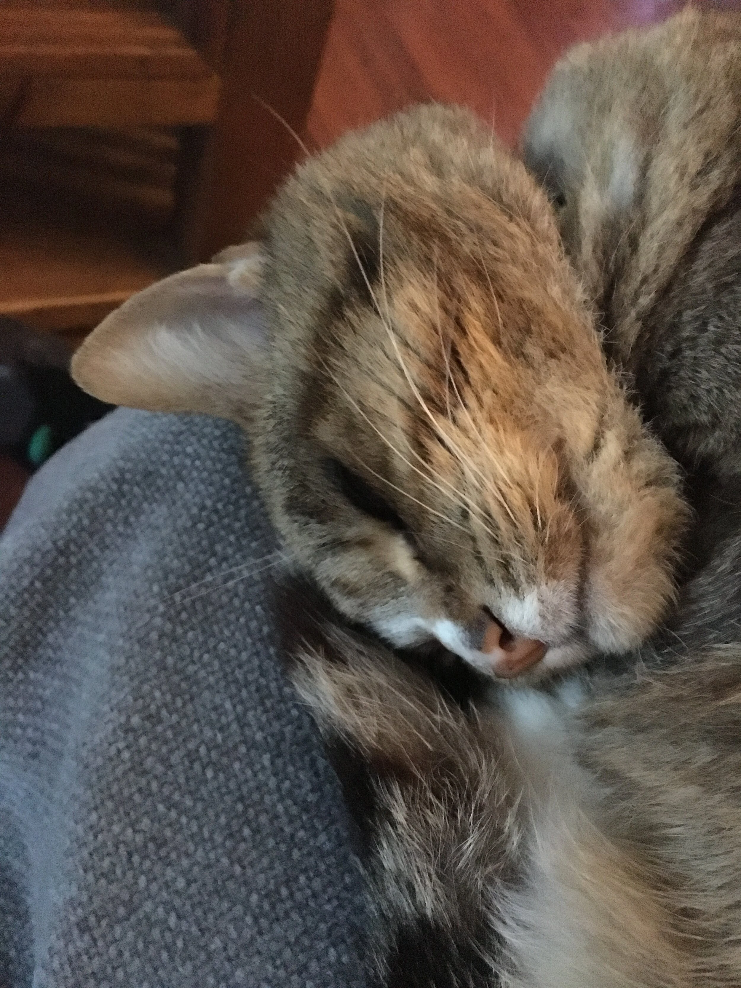 How animal reiki can support the passing of a loved one