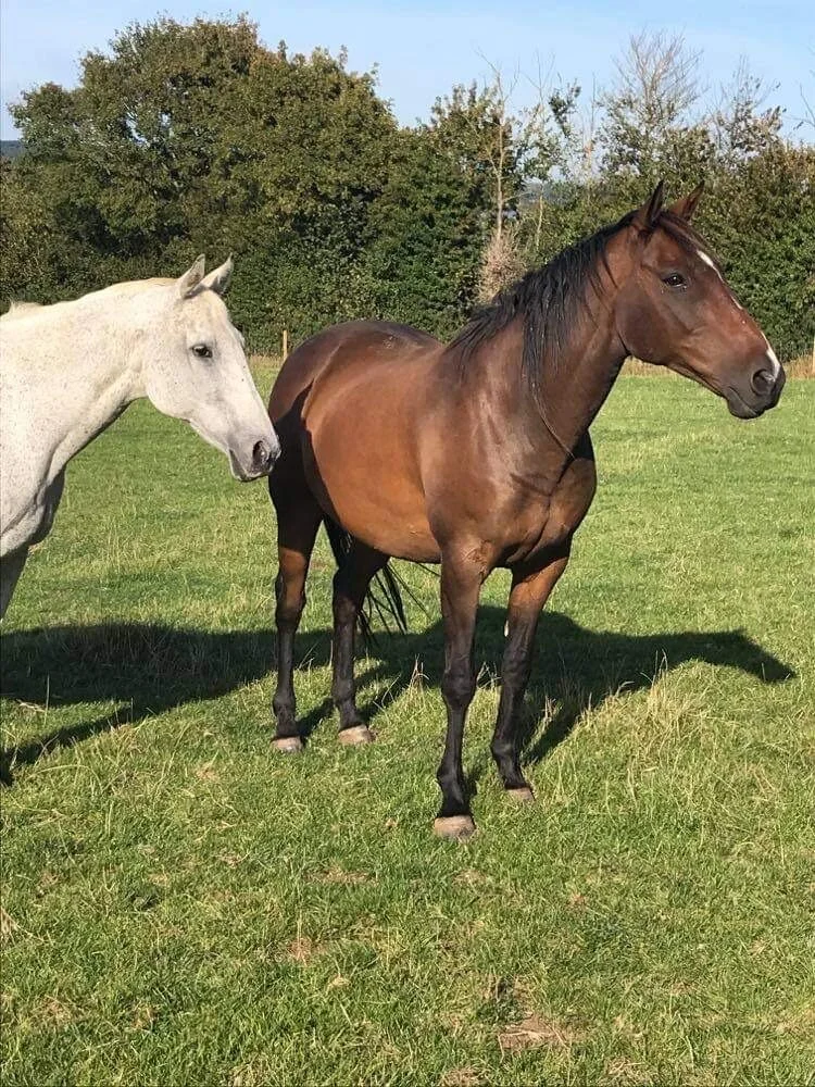 Animal Reiki talks...