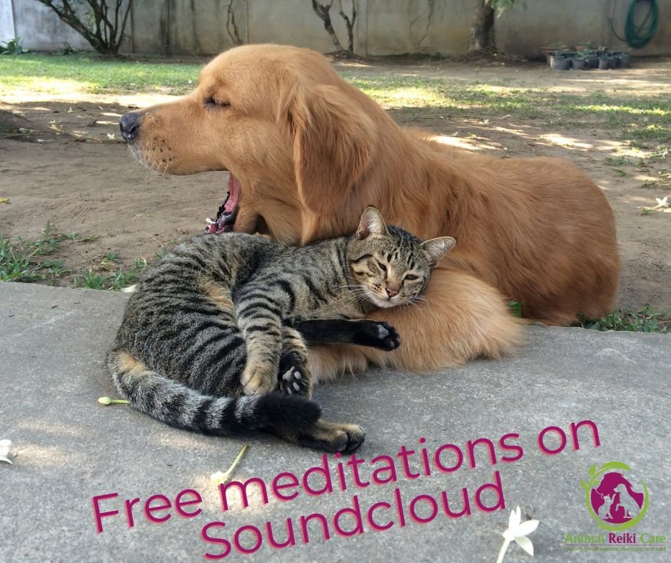 What? Free guided meditations... yes please!