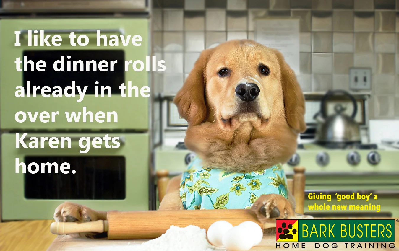 Bark Buster #1 -updated.jpg