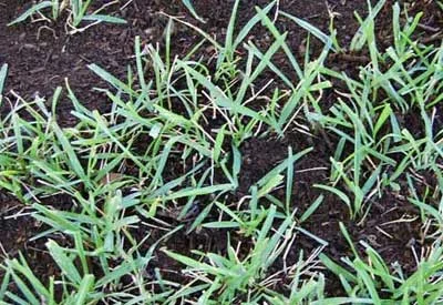 compost-lawns-2.jpg