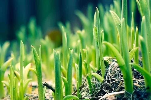 lawn.jpg