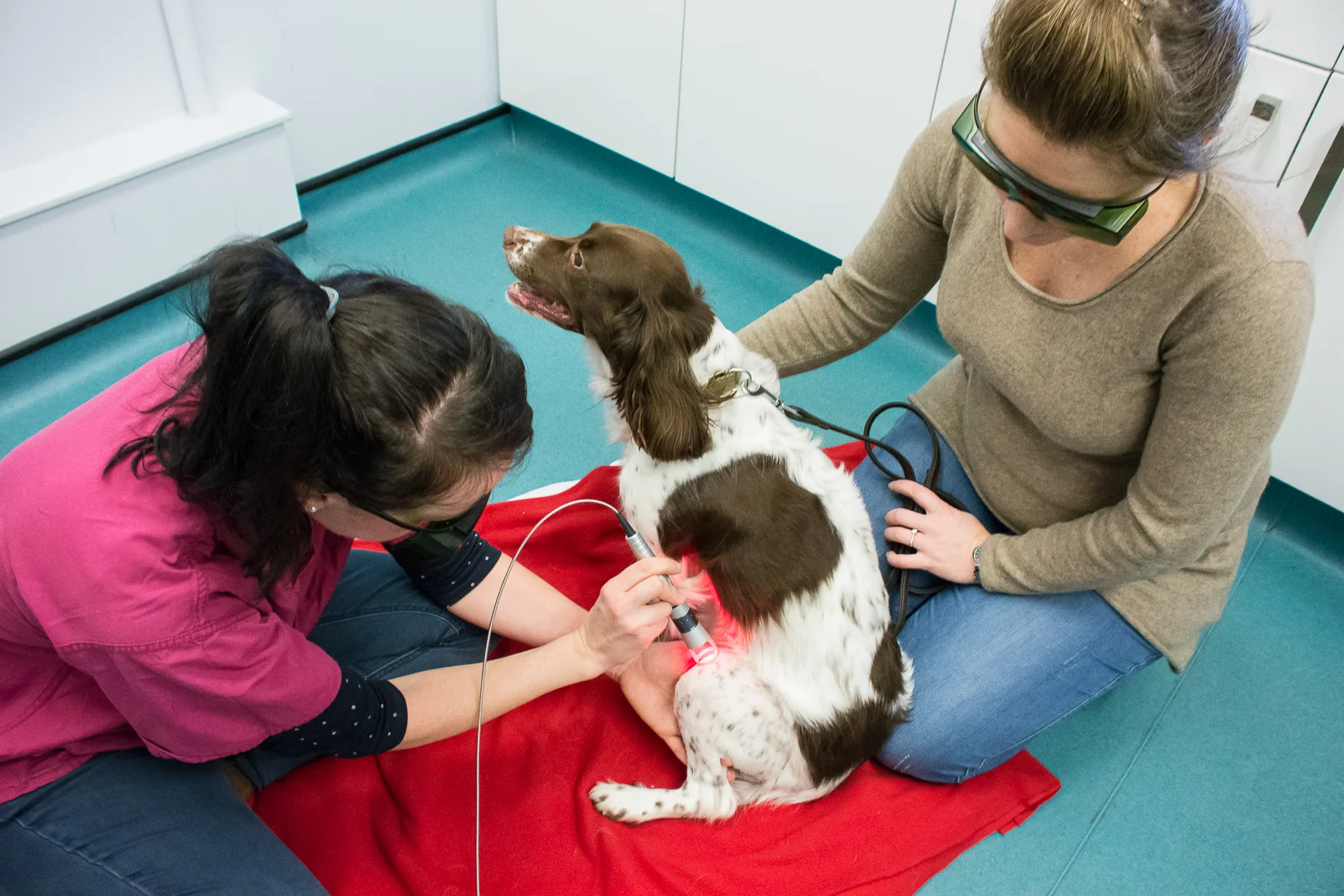 vets for pets catterick garrison