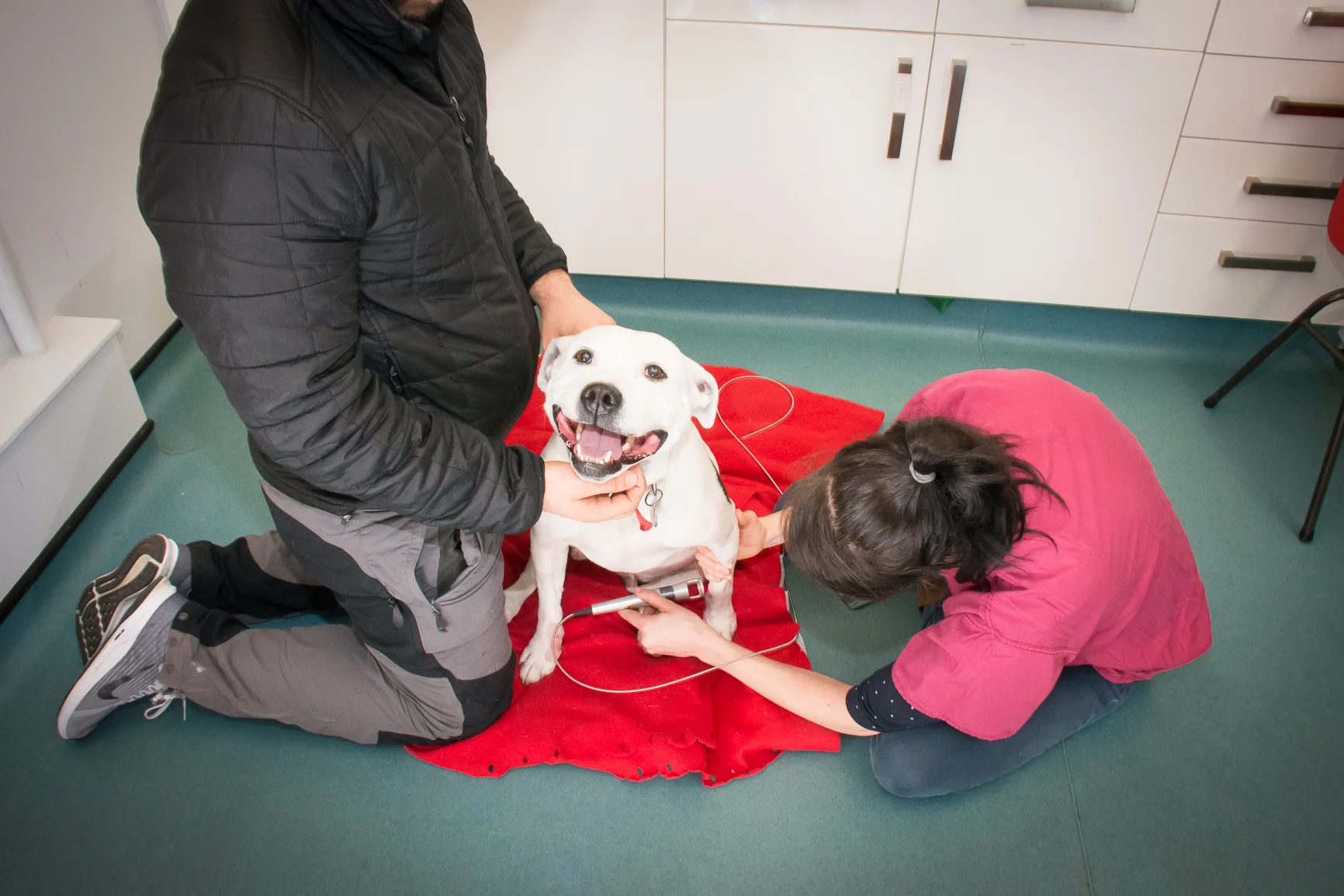 vets for pets catterick garrison