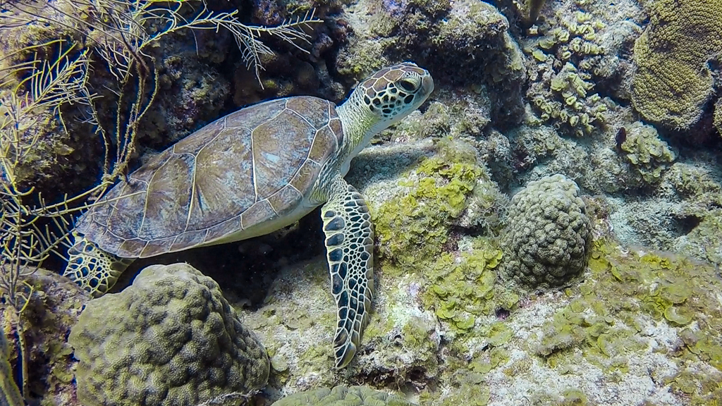 Green Sea Turtle - Photo by Mary Lou Dickson