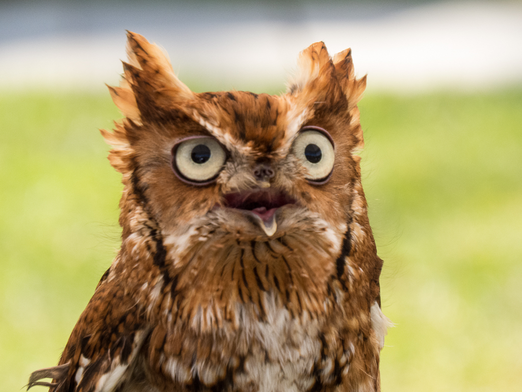 Eastern Screech-owl (rehabilitated) - Photo by Mary Lou Dickson