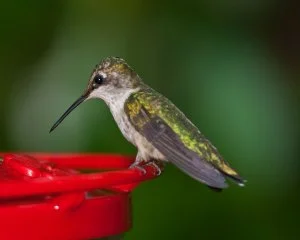 Final Winter Hummingbird Survey Report Due
