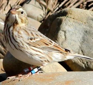 the Ipswich Sparrow Project Final Report