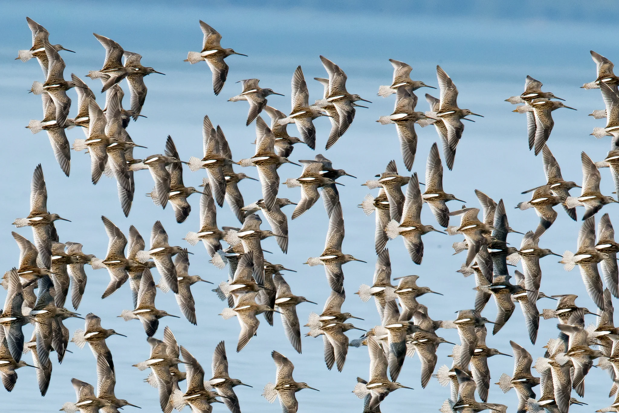 Altamaha Delta Birding Experience - Boat Trip