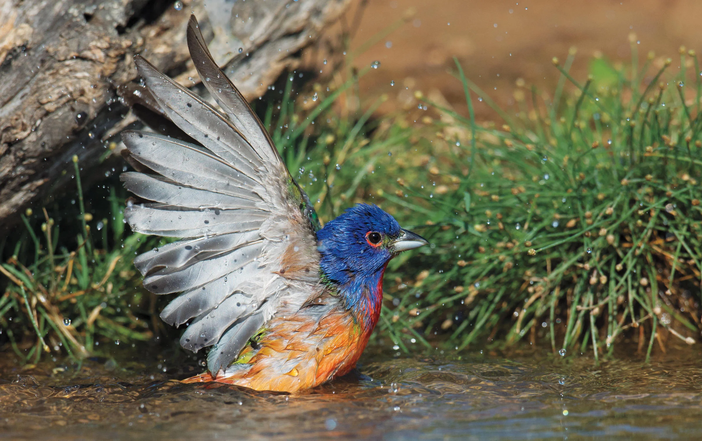 2018 Year of the Bird Celebrated!