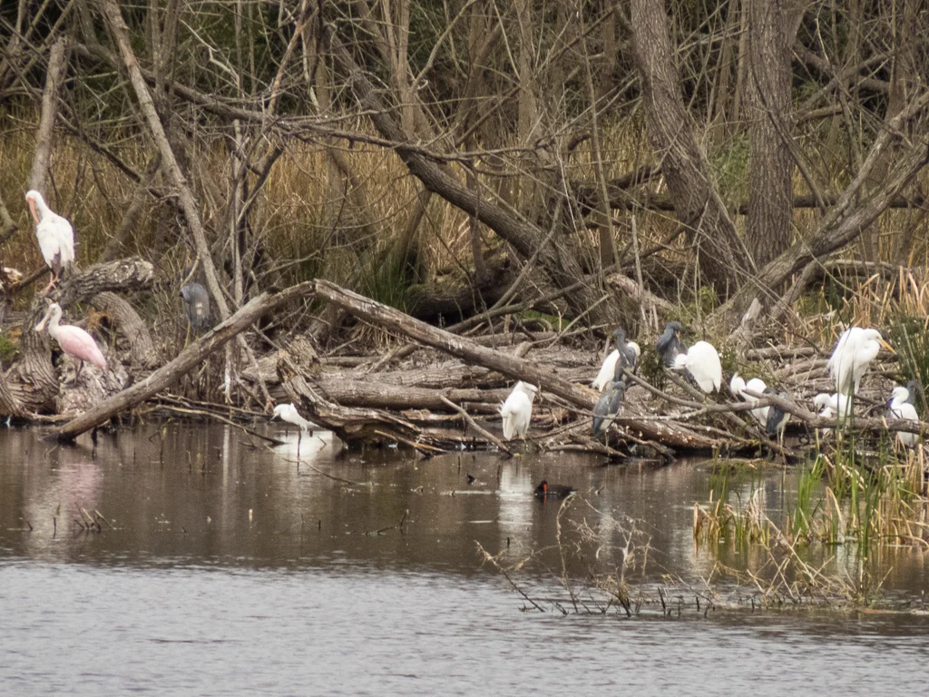Harris Neck National Wildlife Refuge