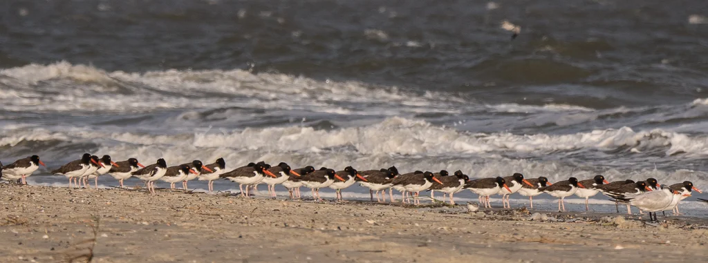 Georgia’s Shorebirds: Connecting the Hemisphere through Conservation